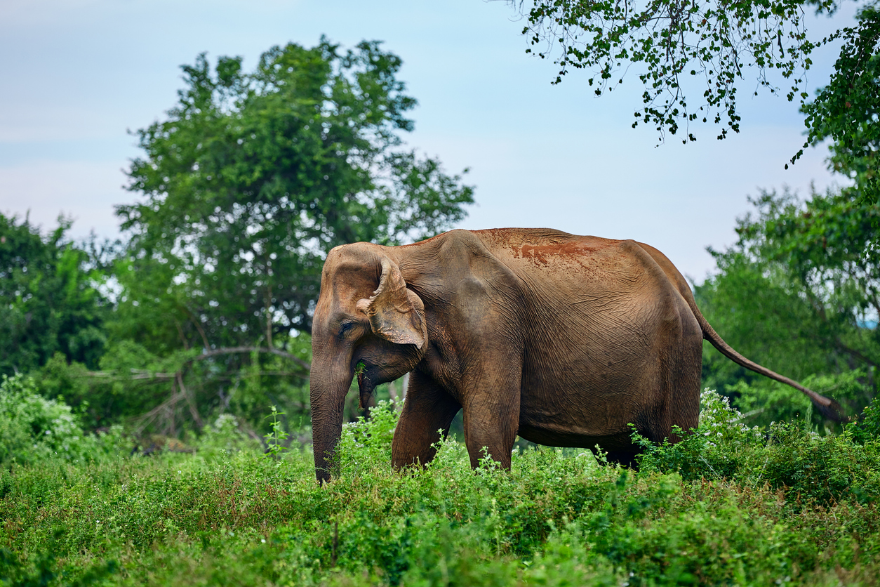 Udawalawe Elefant