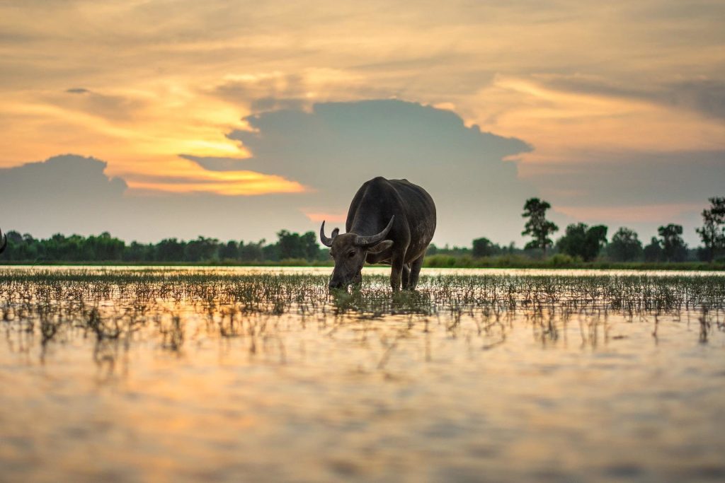 laos