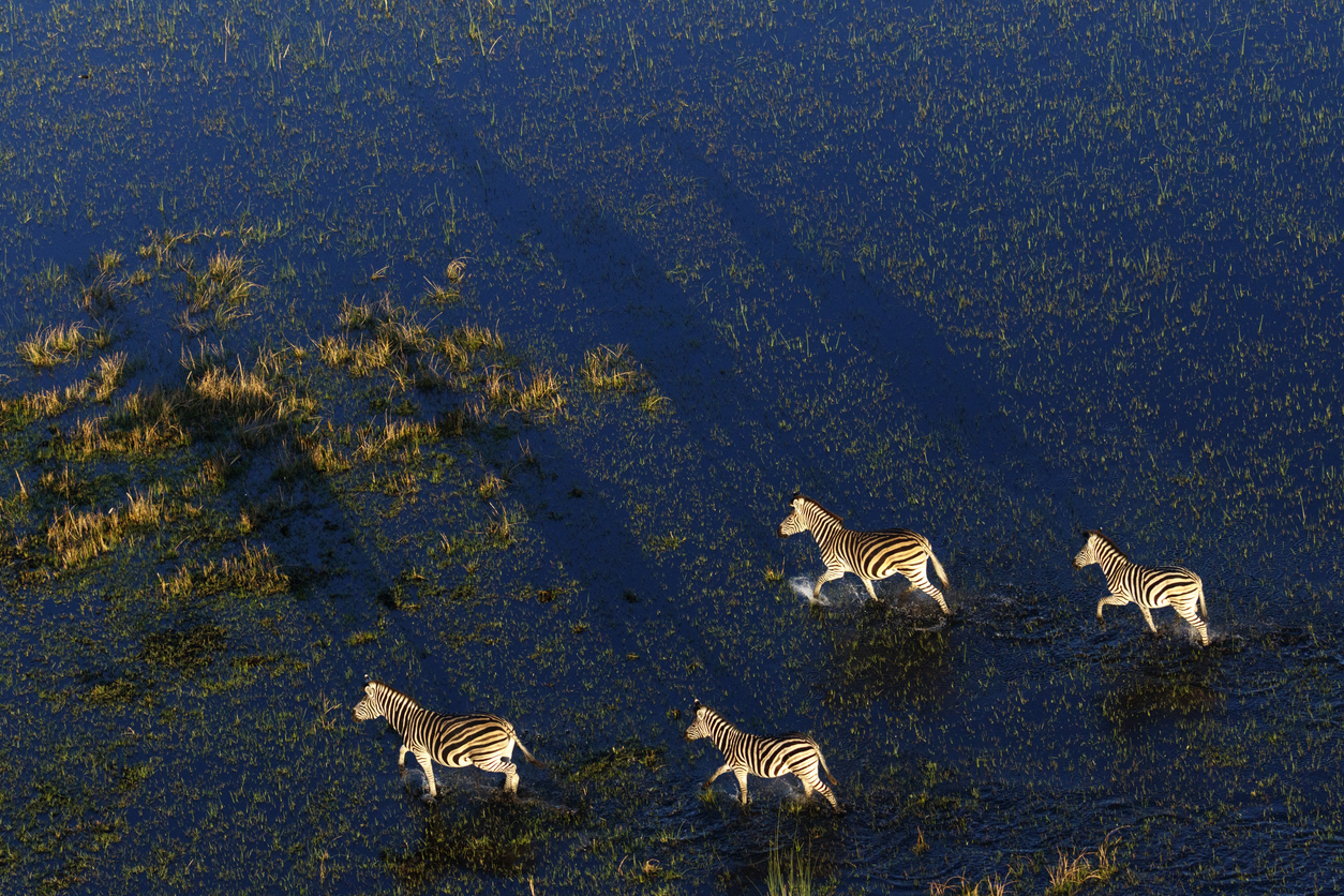 Eine Gruppe von Zebras im Wasser bei Sonnenuntergang von einem Hubschrauber aus, Okavango Delta, Botswana